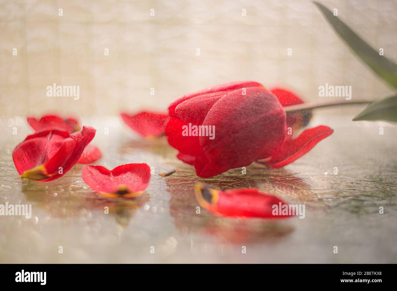 Belle fleur de tulipe rouge pulvérisée par de l'eau avec des pétales sur le fond de verre. Fleur de printemps vive Banque D'Images