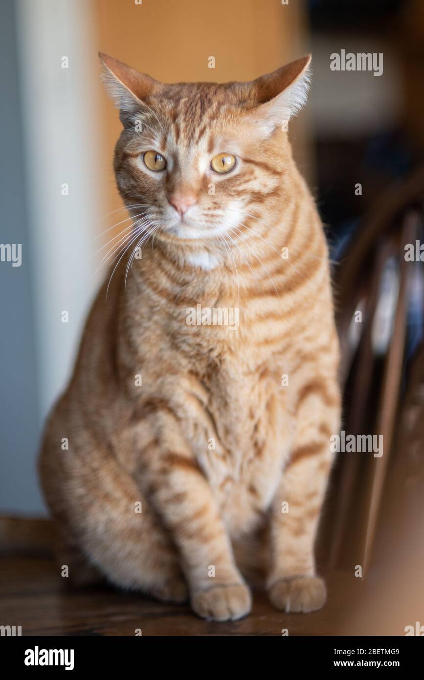 Chat Tabby à rayures orange avec joli visage et yeux réfléchissants regardant vers le haut tout en étant assis sur la table de la salle à manger. Banque D'Images