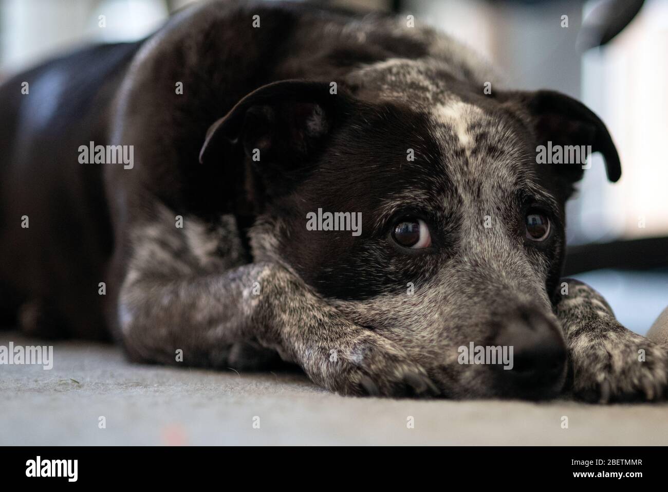Chien de famille Heeler Pit Bull de race mélangée se détendant sur le sol avec des yeux affectueux gardant la montre. Banque D'Images