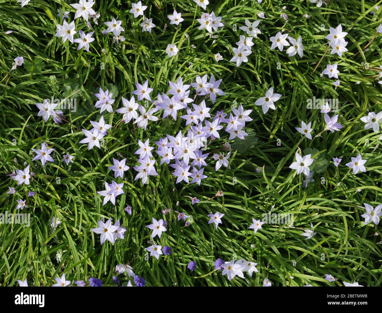 Ipheion uniflorum, Starflower Banque D'Images