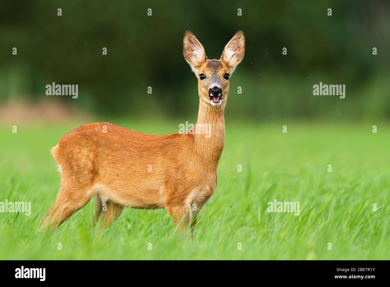 Adorable cerf à mâcher et debout dans une herbe verte sur un pâturage vif. Banque D'Images