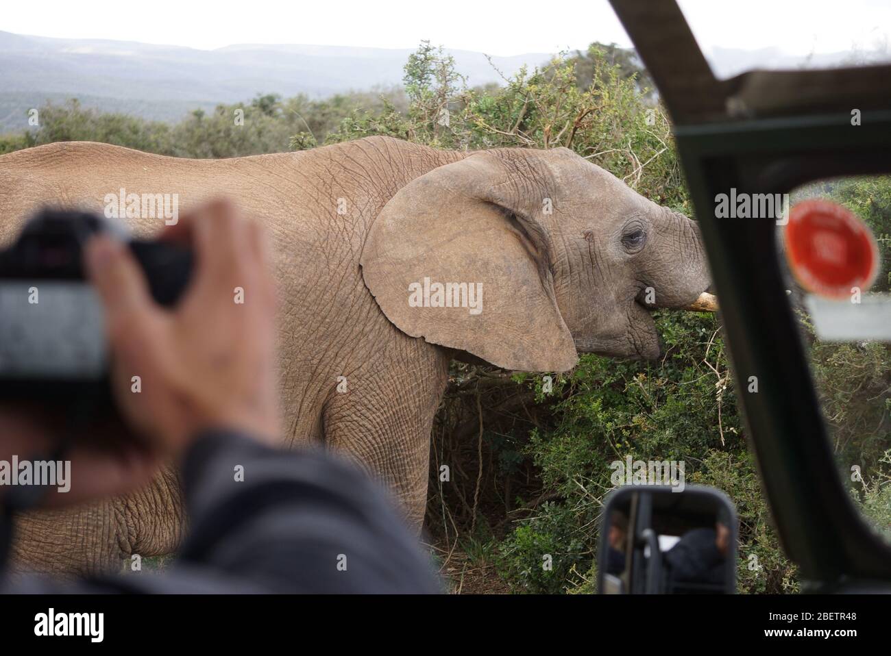 Safari au parc national d'Addo Elephant avec un touriste qui se fait prendre une photo d'une jeep au premier plan flou et un gros éléphant qui mange Banque D'Images