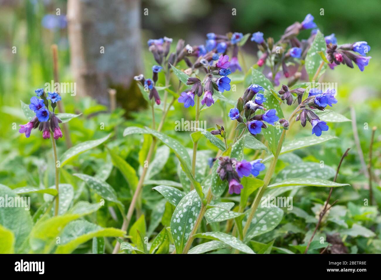 Pulmonaria officinalis - lunkit commun ou Jérusalem sauge Banque D'Images