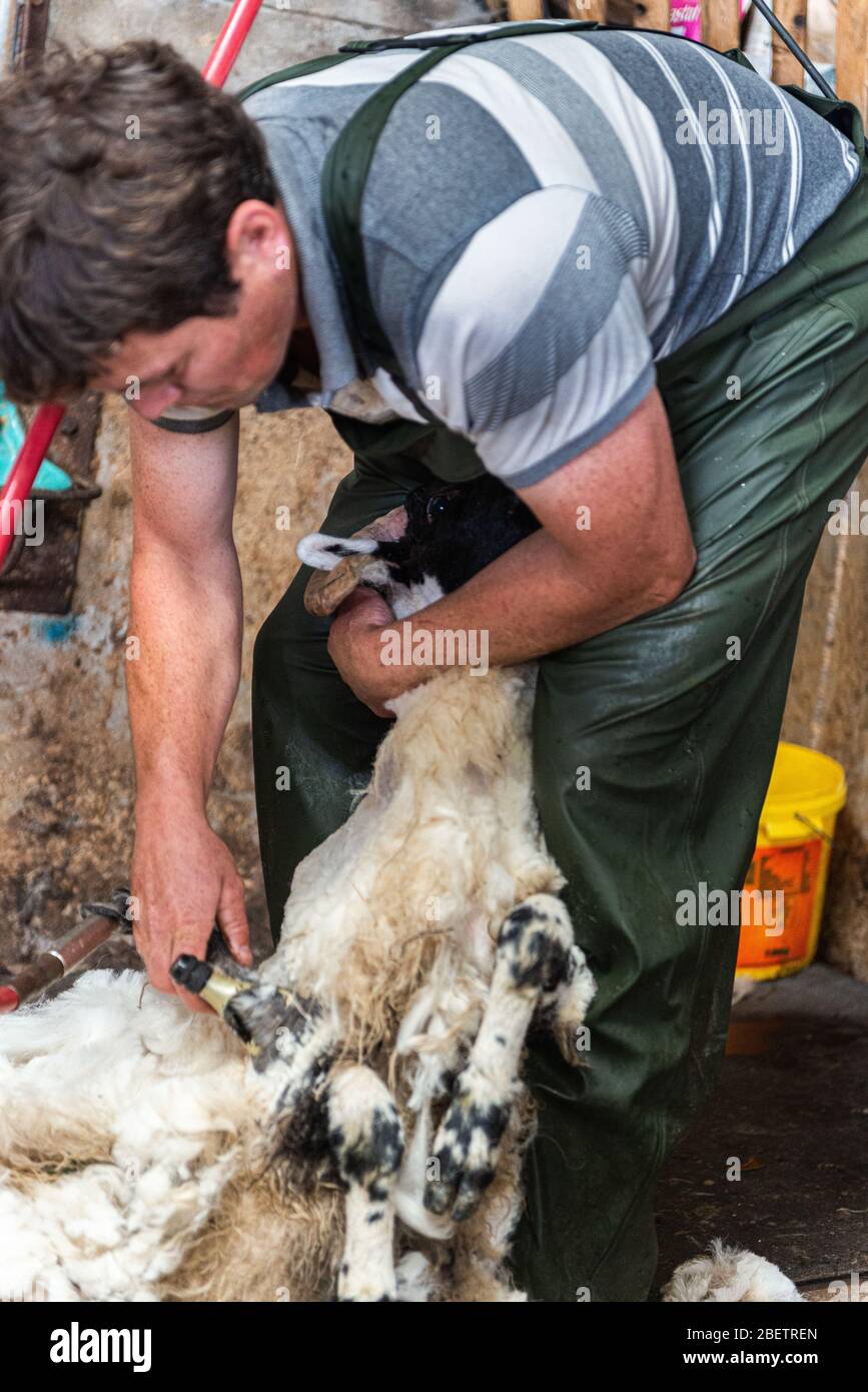 Une haveuse déchiquetant manuellement un mouton dans une ferme irlandaise Banque D'Images