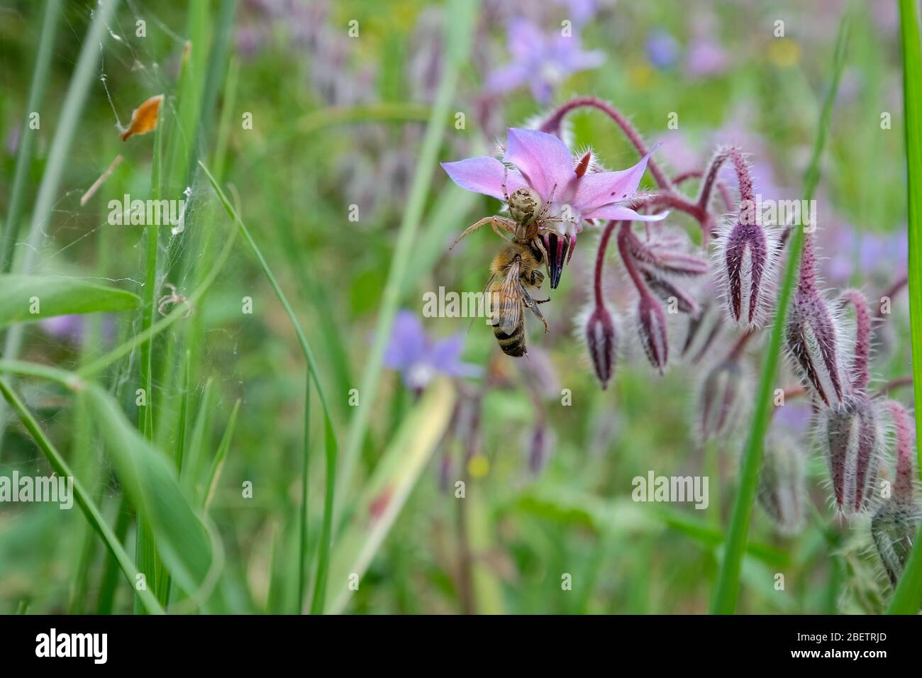 White Spider capture et tue une abeille de miel dans un pré de fleur de printemps, faune de la nature Banque D'Images