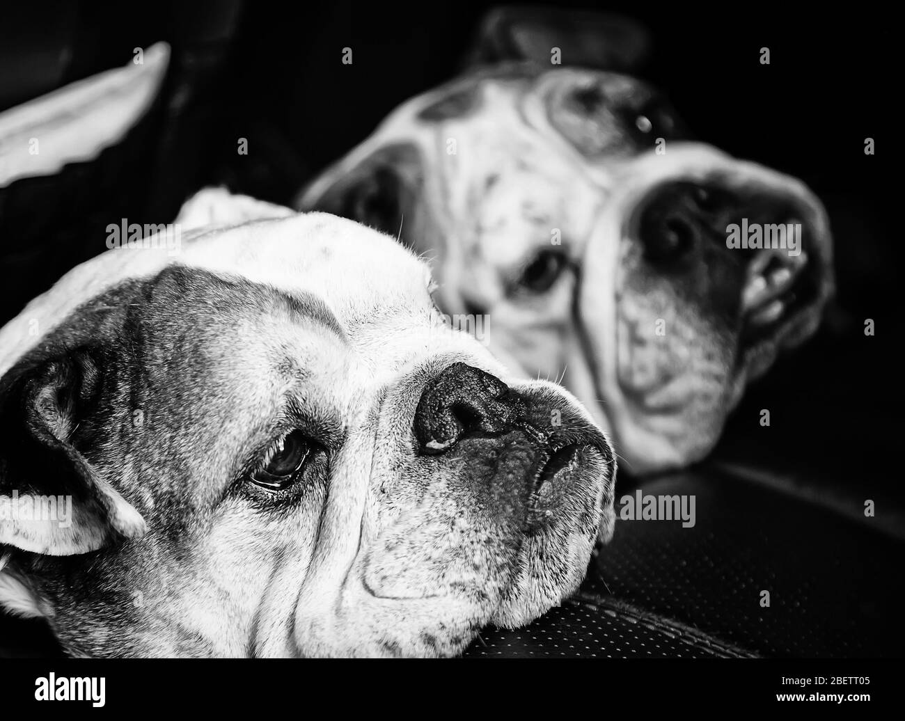 Bulldog anglais chiens ensemble, les animaux et la nature, l'arbre Banque D'Images