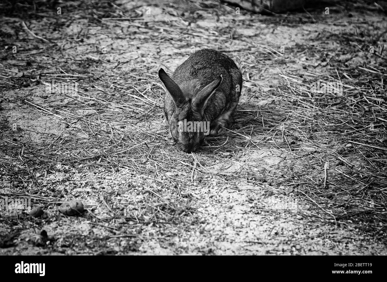 Lapin dans le parc naturel, animaux herbivores, nature Banque D'Images