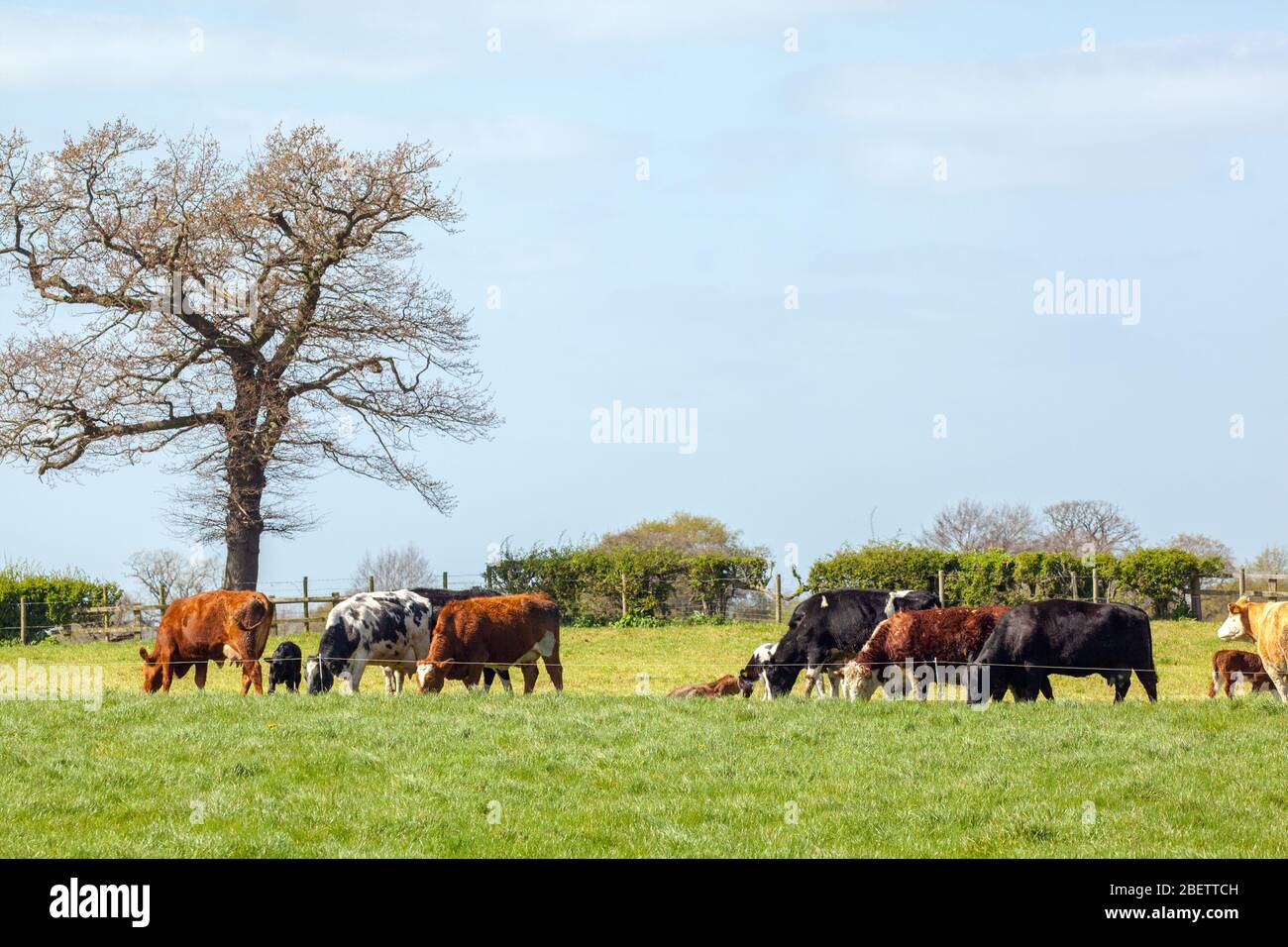 Troupeau de vaches bestiaux patrain sur les terres agricoles du Cheshire dans un paysage rural Banque D'Images