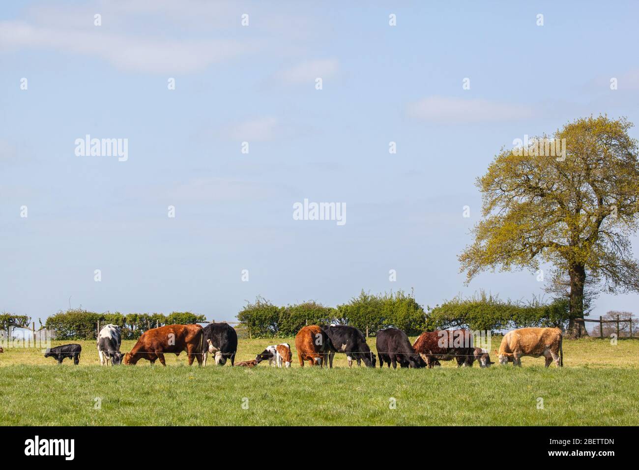 Troupeau de vaches bestiaux patrain sur les terres agricoles du Cheshire dans un paysage rural Banque D'Images