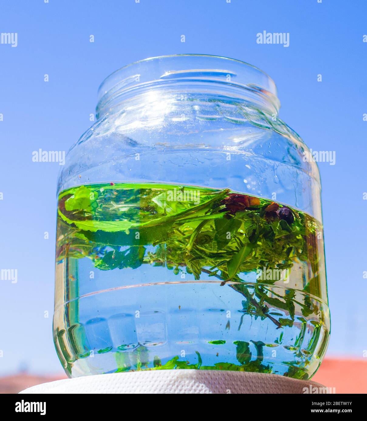 herbes et épices pour faire du macérer dans l'alcool, l'artisan produit de la liqueur avec des herbes et des épices aromatiques à partir d'une recette traditionnelle ancienne Banque D'Images herbes et épices pour faire du macérer dans l'alcool, l'artisan produit de la liqueur avec des herbes et des épices aromatiques à partir d'une recette traditionnelle ancienne Banque D'Images