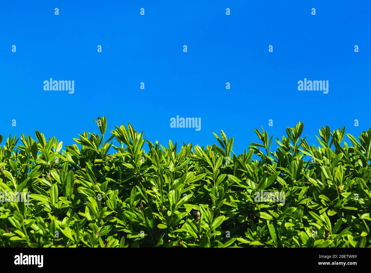 Vert jeune feuillage de haie contre le ciel. Banque D'Images