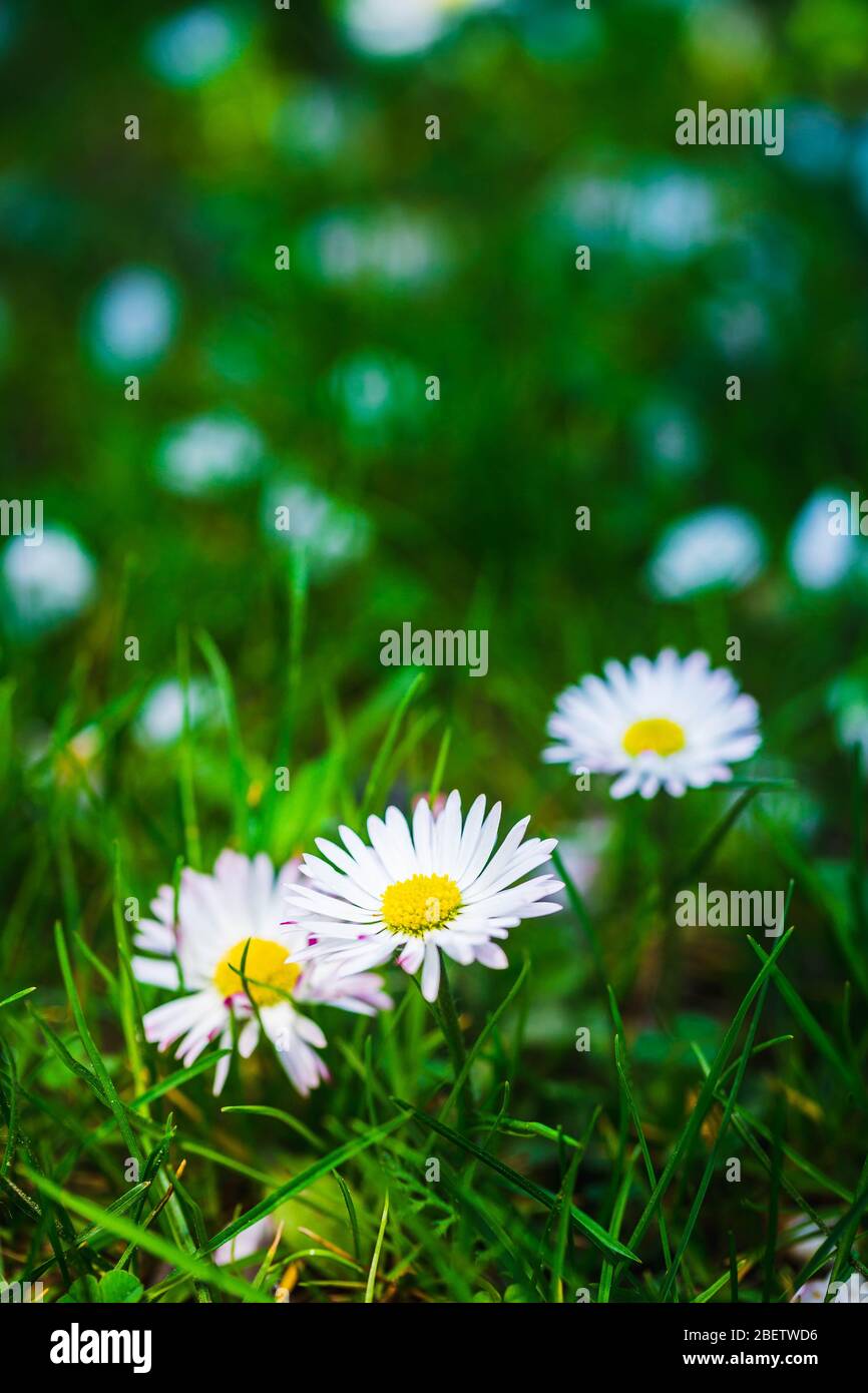 Daisies, fleurs printanières sur l'herbe verte. Banque D'Images