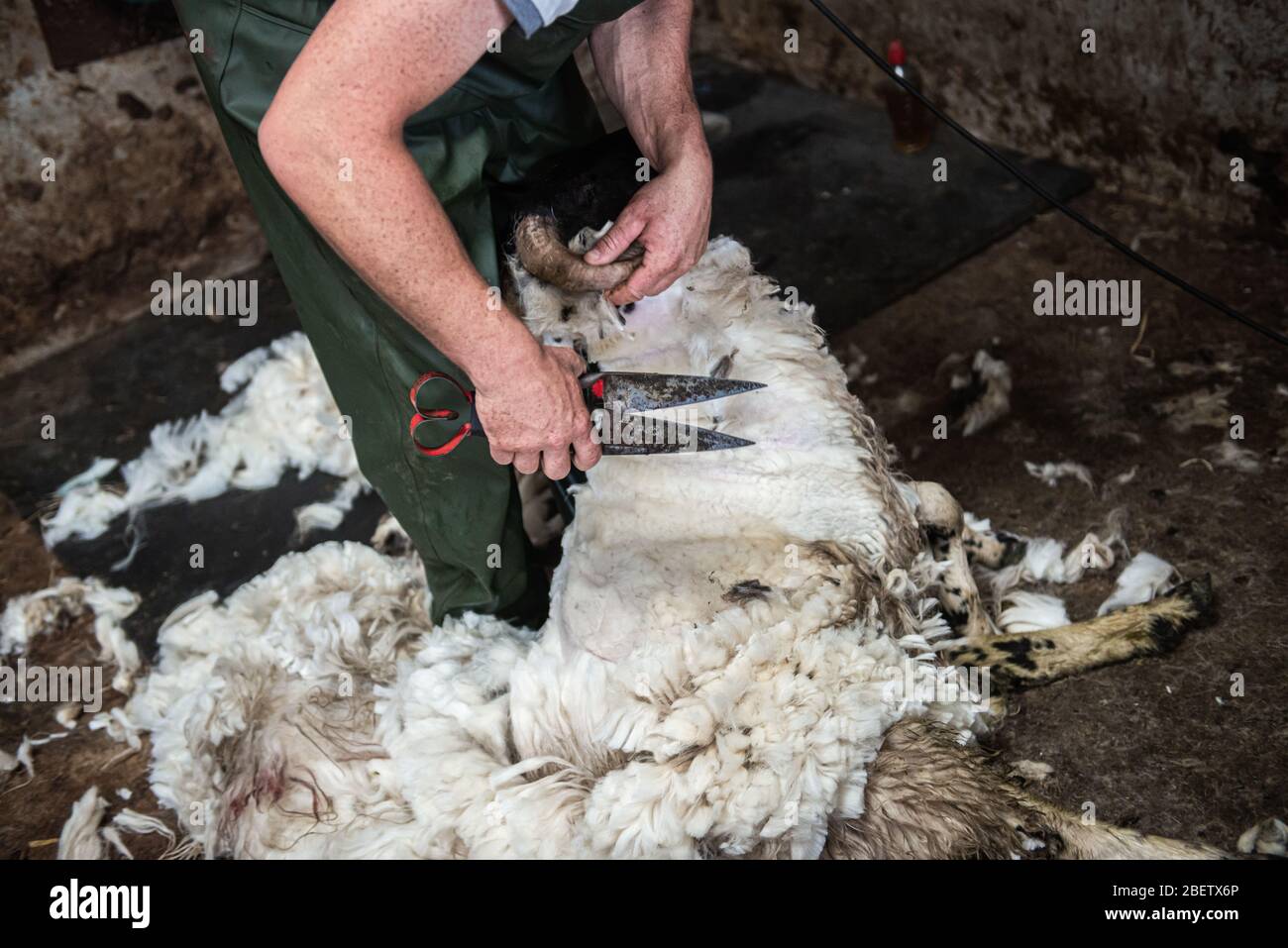 Une haveuse déchiquetant manuellement un mouton dans une ferme irlandaise Banque D'Images