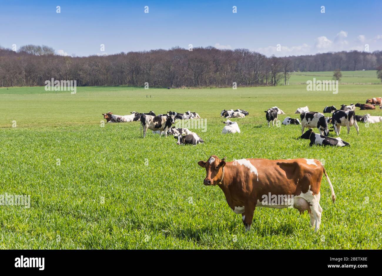 Vache Holstein brune debout dans les collines de Gaasterland, Pays-Bas Banque D'Images
