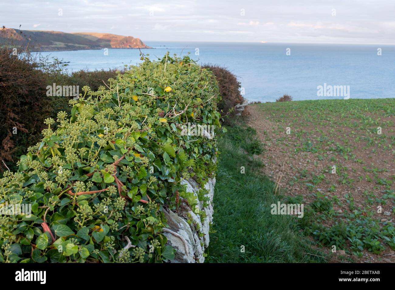 Fin d'été fleurs Ivy sur le mur Banque D'Images
