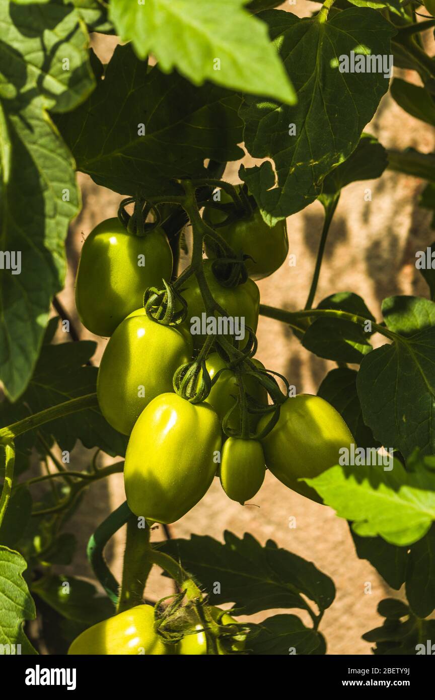 Plusieurs tomates vertes mûrissent sur le buisson poussent sur le buisson Banque D'Images