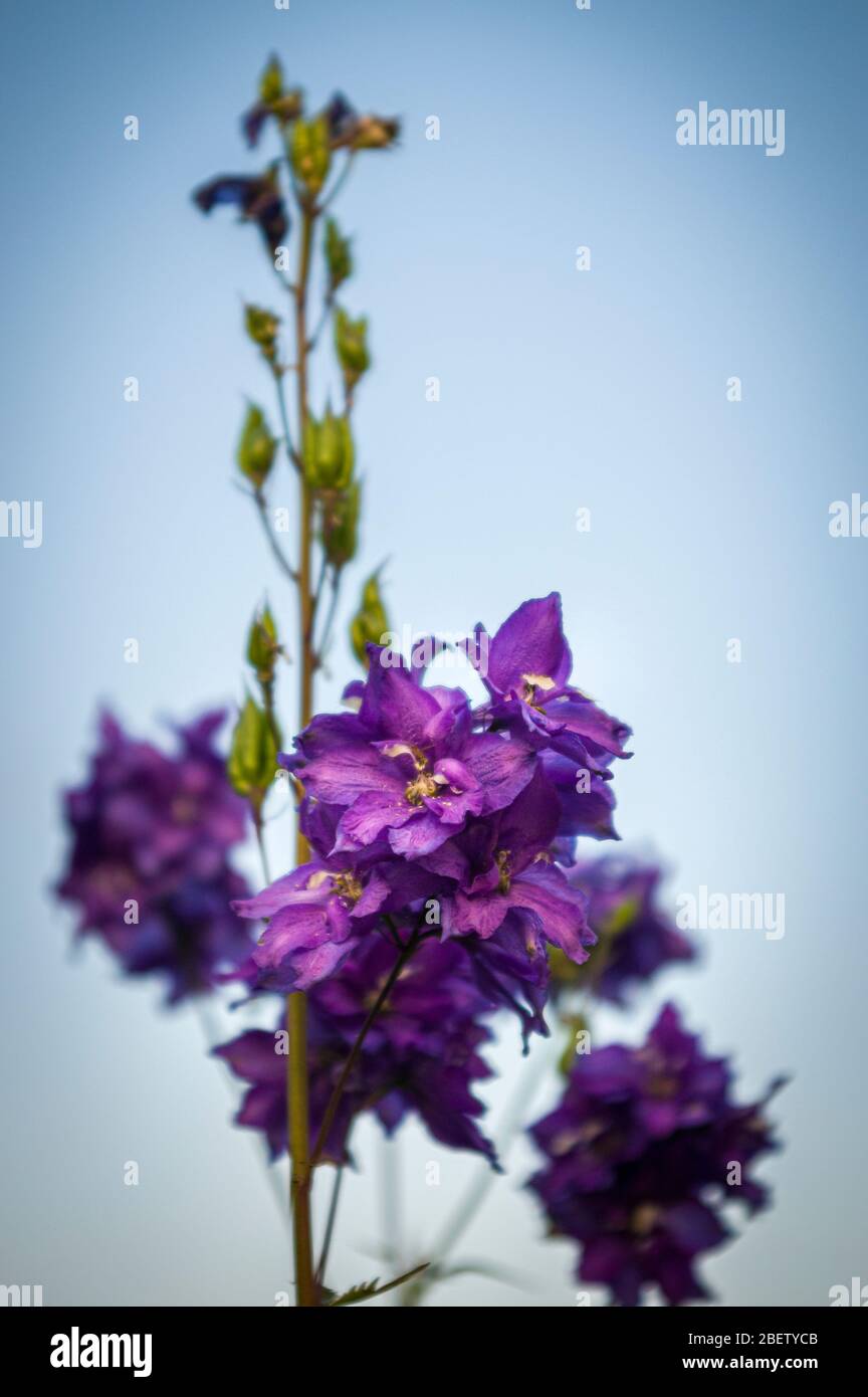 Delphinium delphinium en violet avec des fleurs ouvertes et des bourgeons fermés contre un ciel bleu clair et sans nuages avec une netteté sélective Banque D'Images