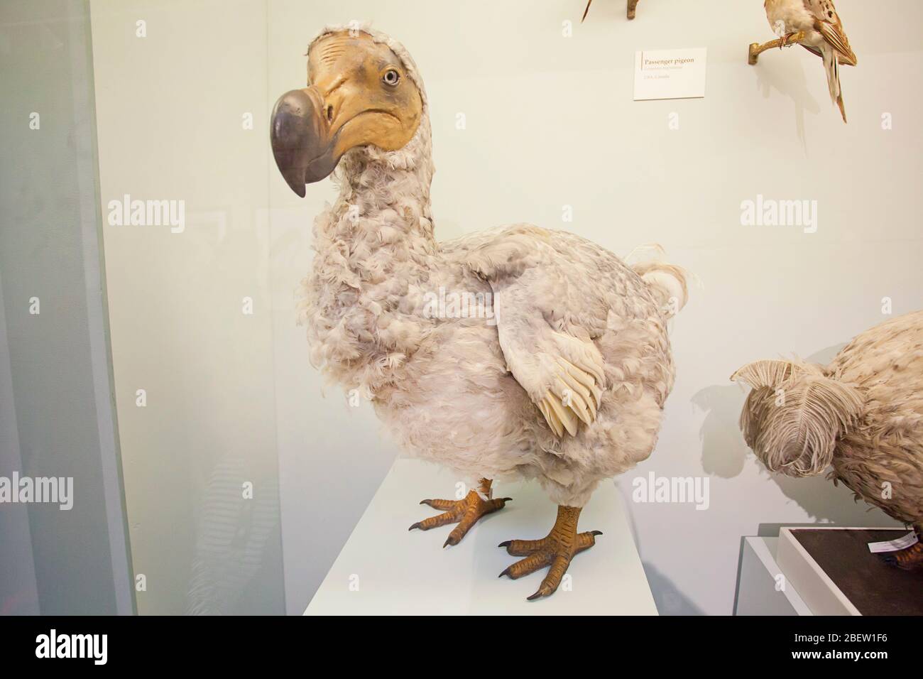 Dodo.Explorez le Musée d'Histoire naturelle de Londres Banque D'Images