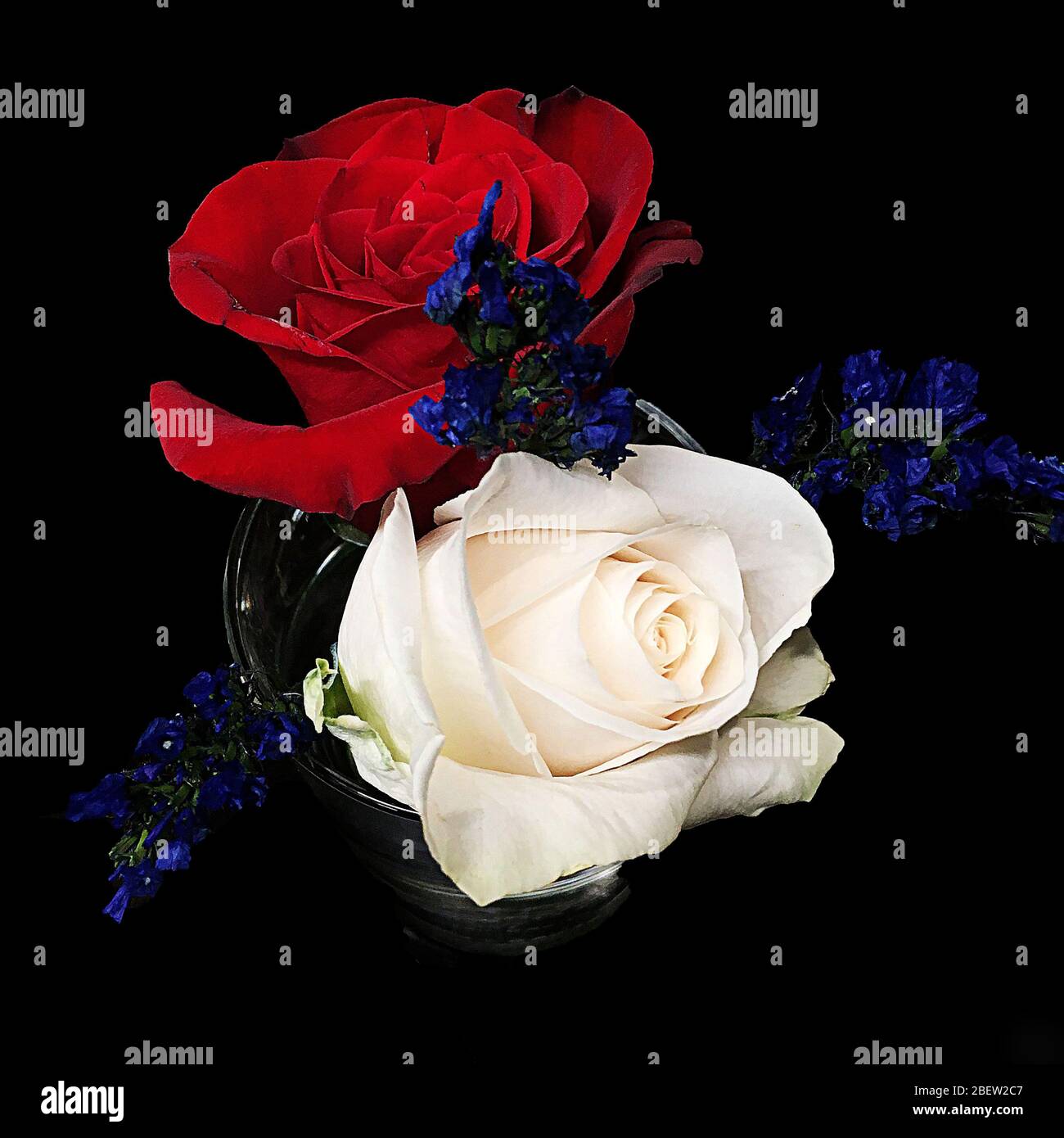 Roses rouges et blanches avec petites fleurs violettes sur fond noir Banque D'Images