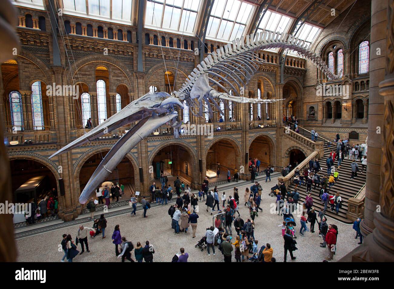 Natural History Museum, South Kensington, Londres Banque D'Images