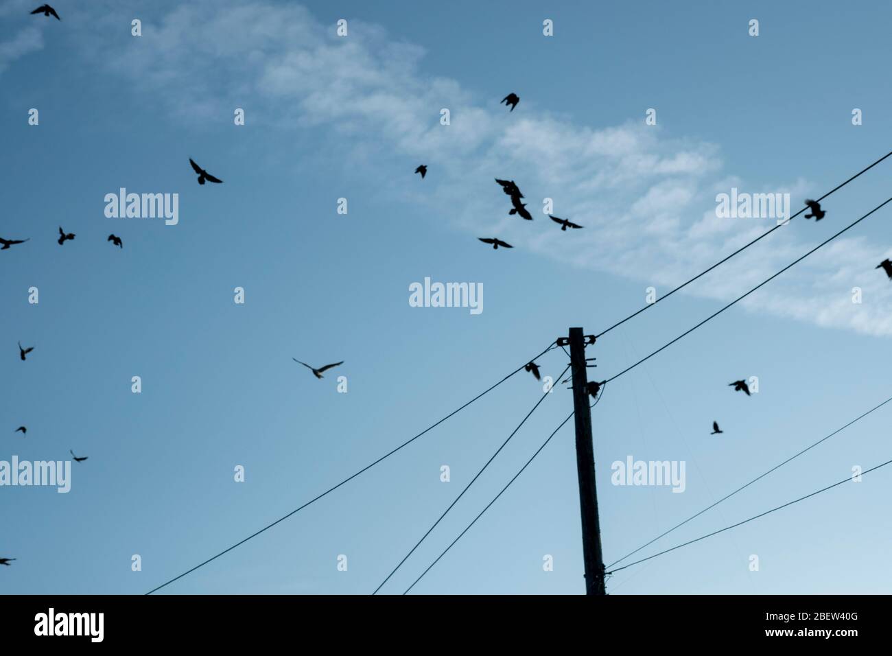 Oiseaux silhouettés au bord du champ Banque D'Images