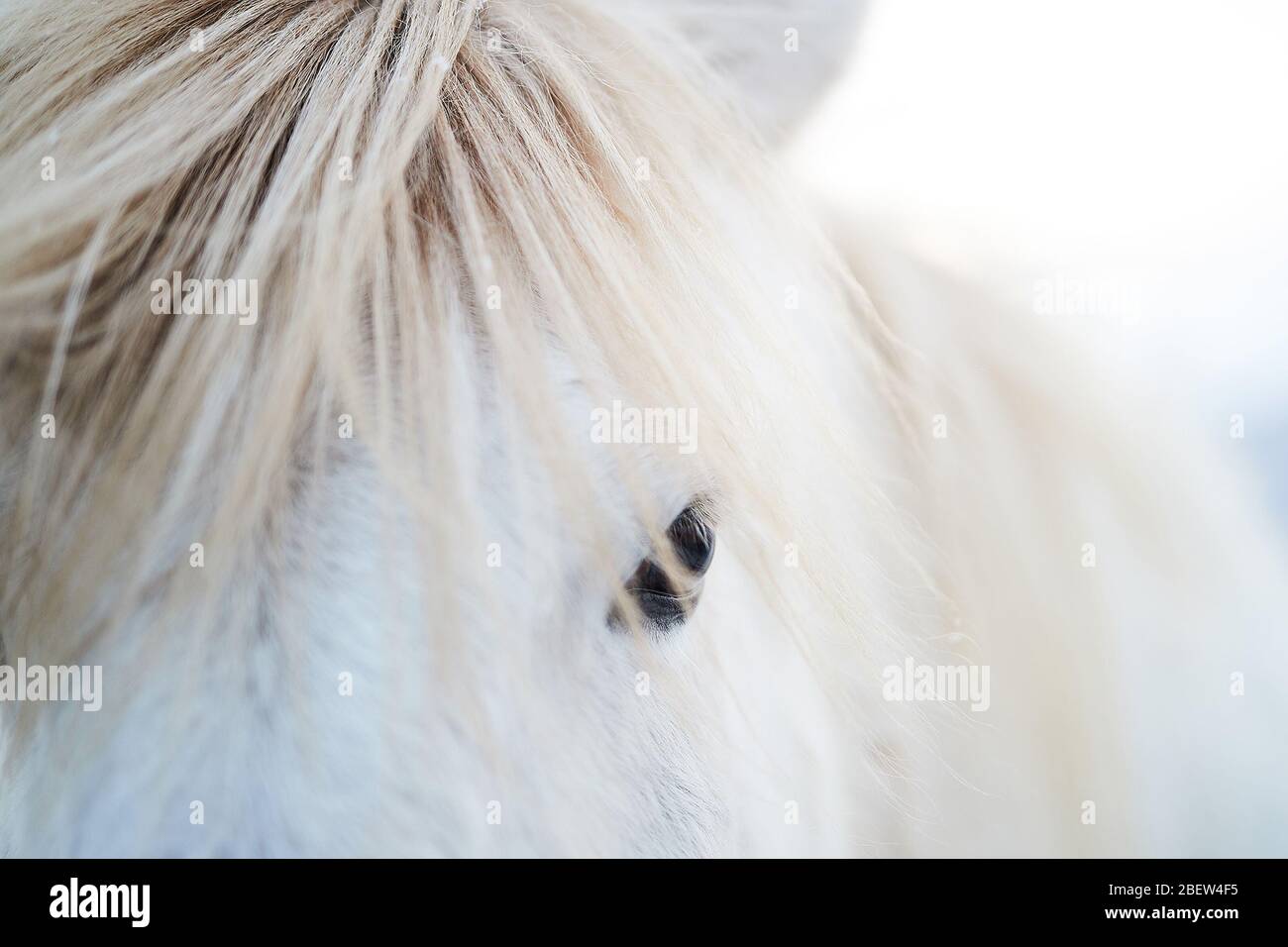 Kirkjufellsfoss, Islande - 28 novembre 2019: Gros plan sur un cheval islandais blanc Banque D'Images