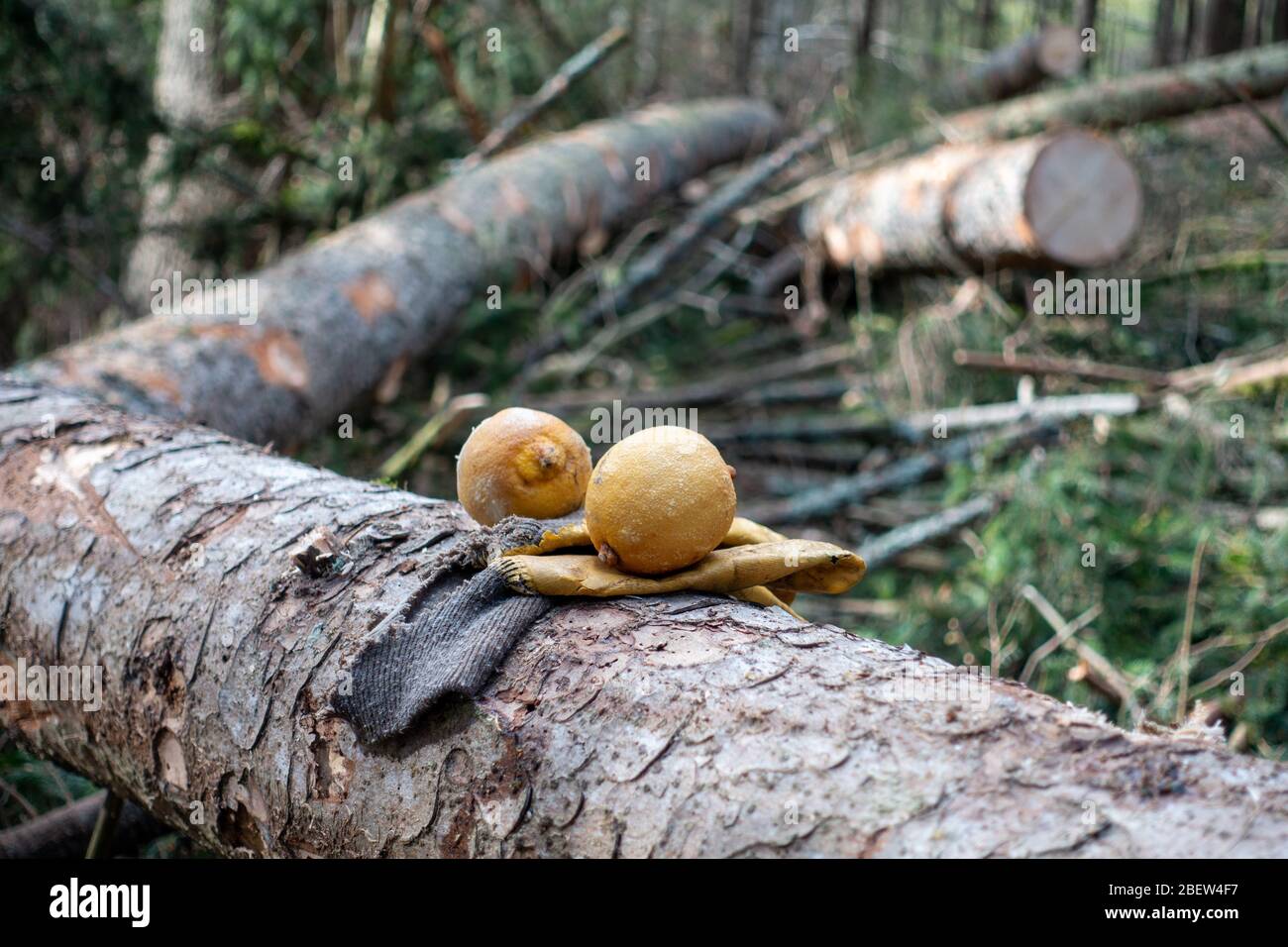 BOIS . HOLZSCHLÄGERUNG . SUERRAL Banque D'Images