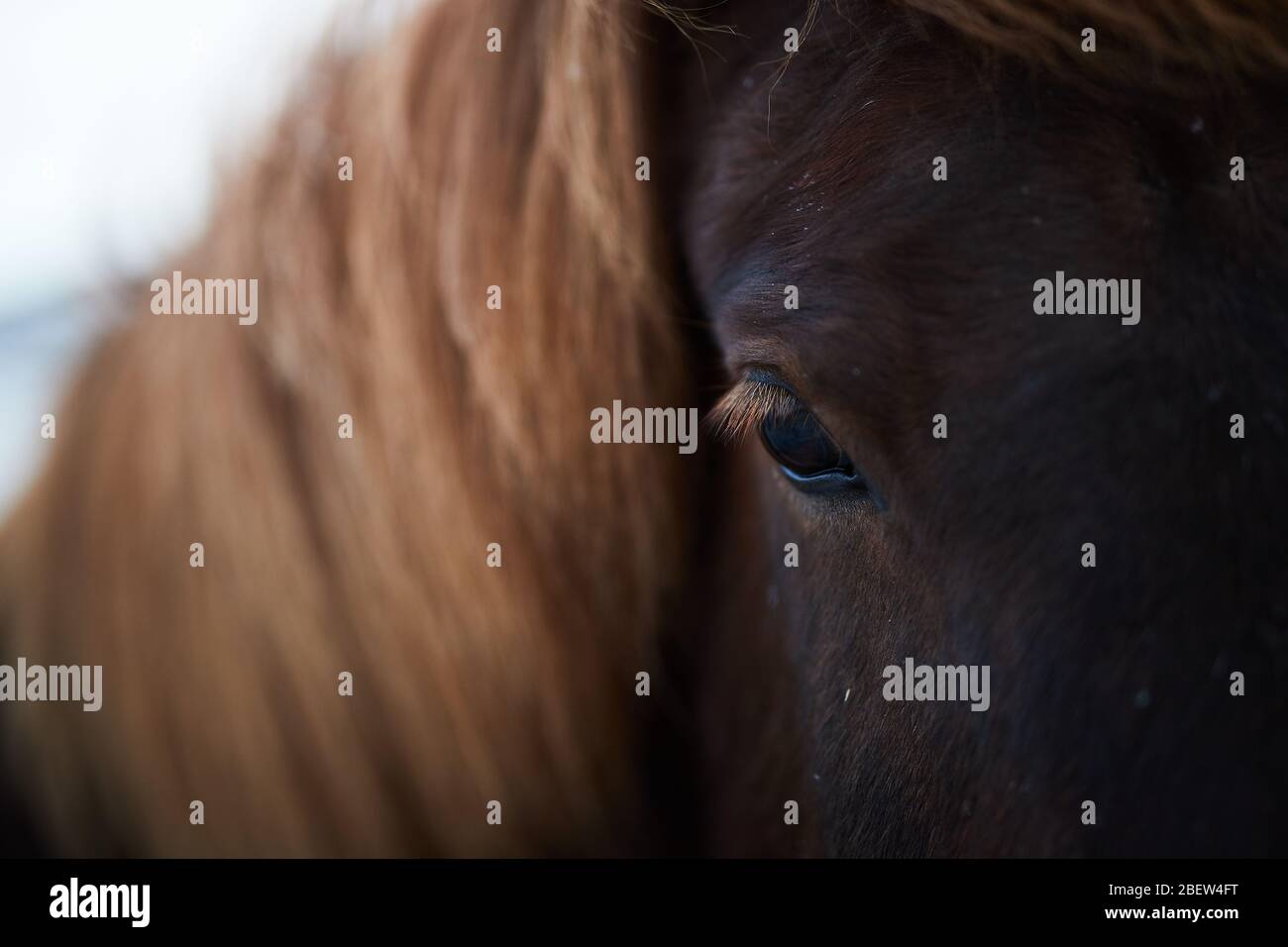 Kirkjufellsfoss, Islande - 28 novembre 2019: Gros plan sur un cheval islandais brun Banque D'Images