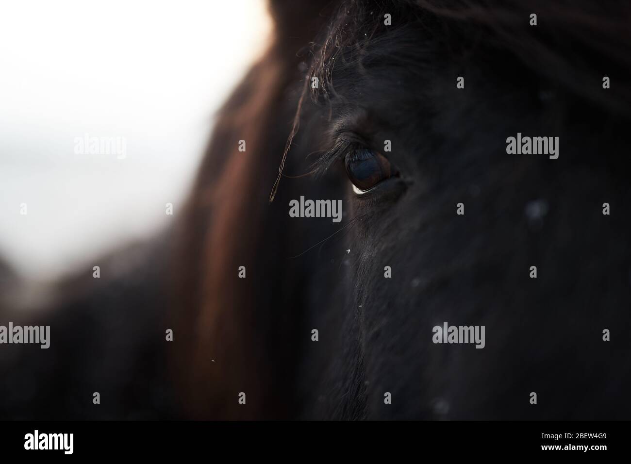 Kirkjufellsfoss, Islande - 28 novembre 2019: Gros plan sur un cheval islandais brun Banque D'Images