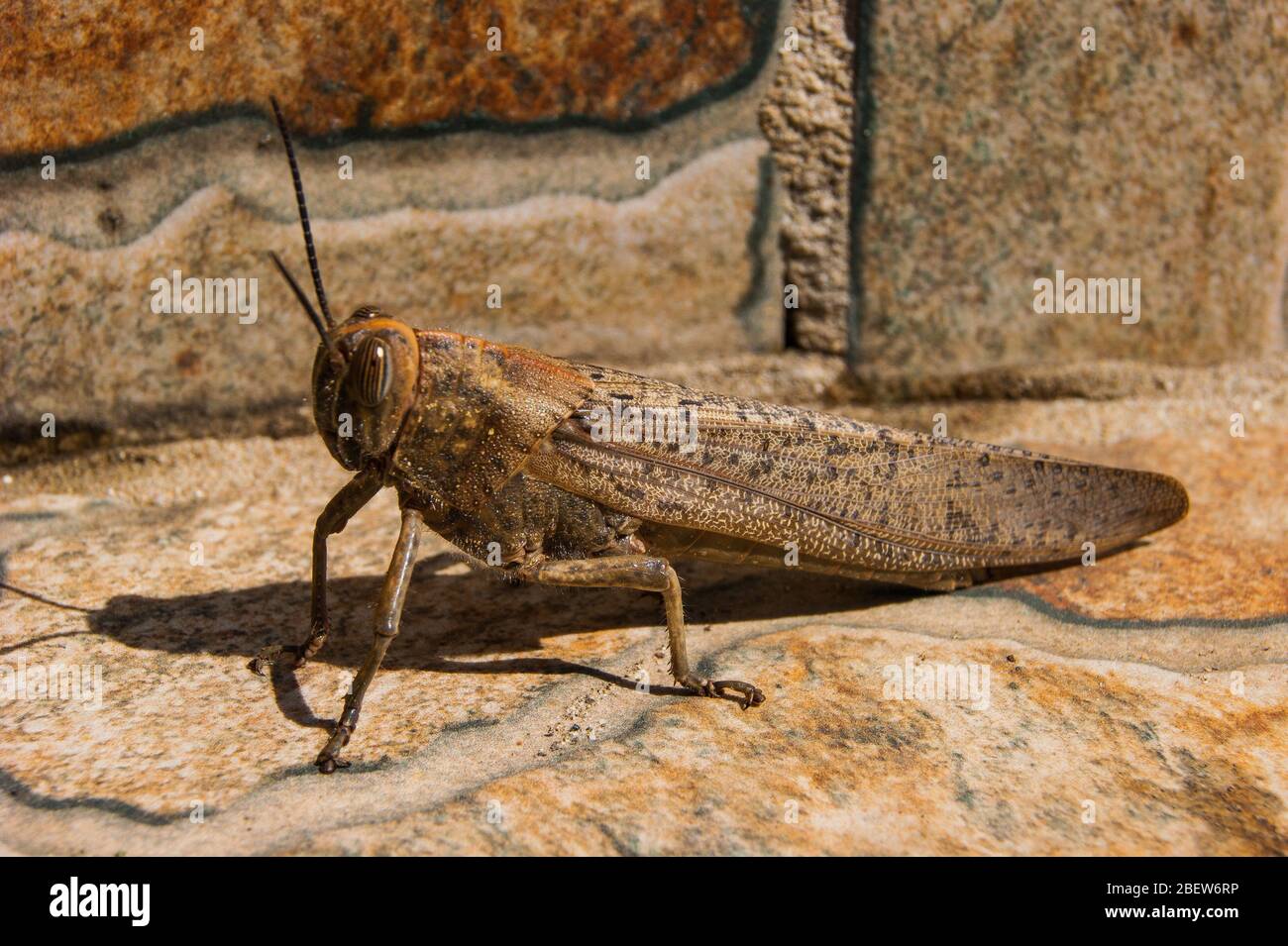 Gros sauterelle ou criquet - brun sauté sur un fond brun. Il se réchauffe au soleil d'été. Siesta. Midi. Chaleur, nature, insecte. Banque D'Images