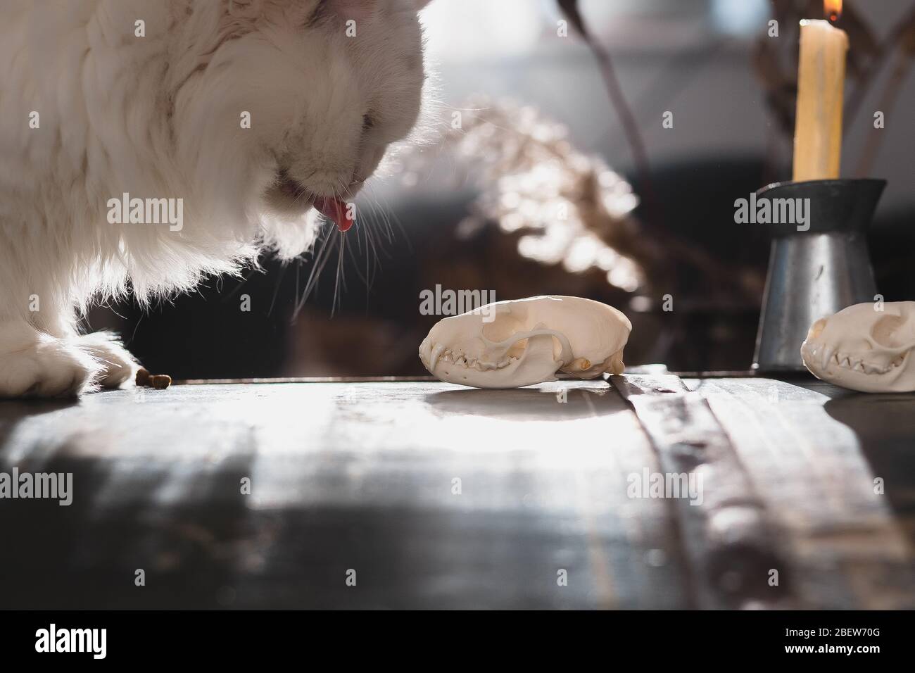 Le chat chasse le crâne d'une martre Banque D'Images