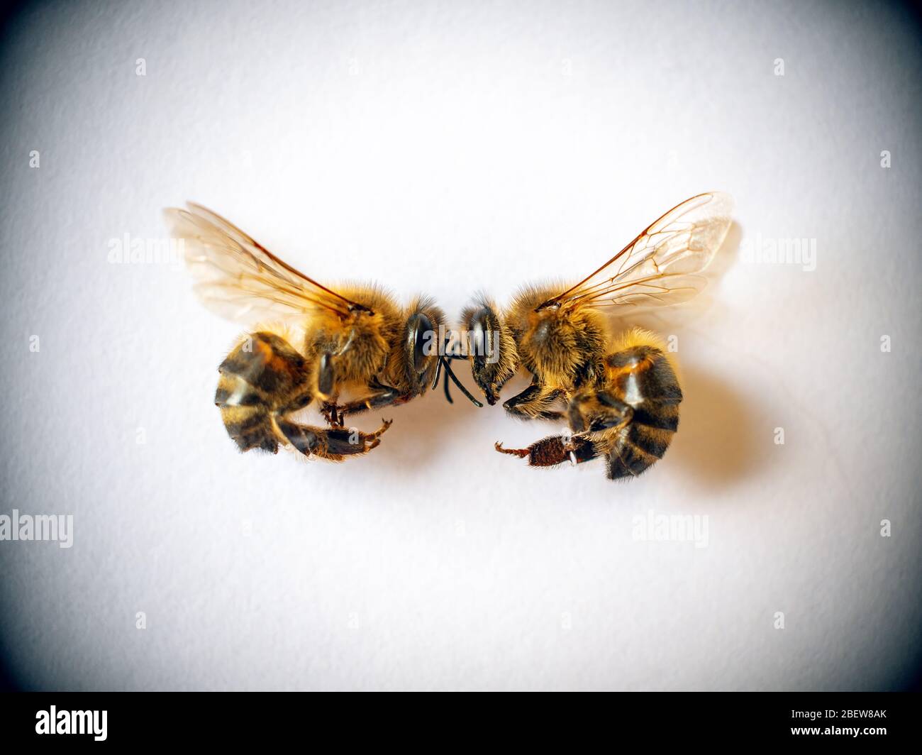 Deux abeilles sur fond blanc Banque D'Images