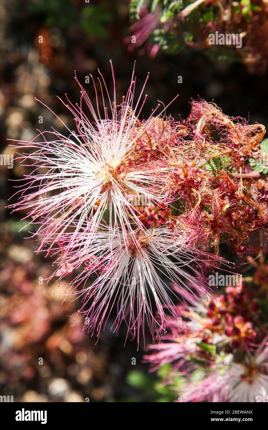 Plantes de jardin du désert à Mesa, Arizona Banque D'Images