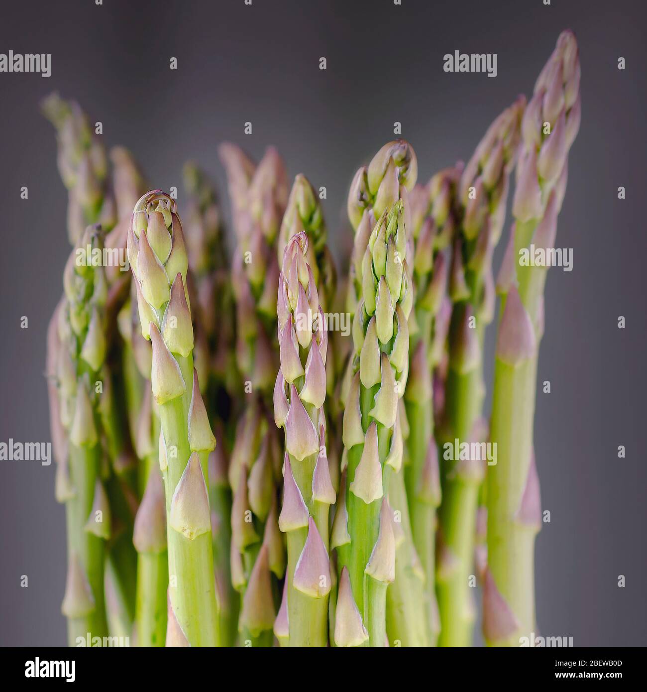 Vue rapprochée des épis d'asperges. Vue sélective avec une faible profondeur de champ. Banque D'Images