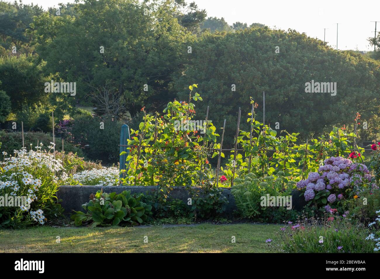 Petit jardin avec des bâtons de haricots et une pelouse soignée Banque D'Images