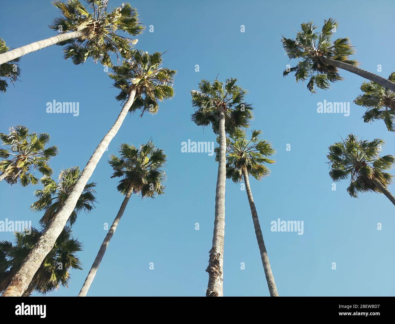 Palmiers dans un après-midi ensoleillé contre le ciel clair, photo à bas angle. Banque D'Images