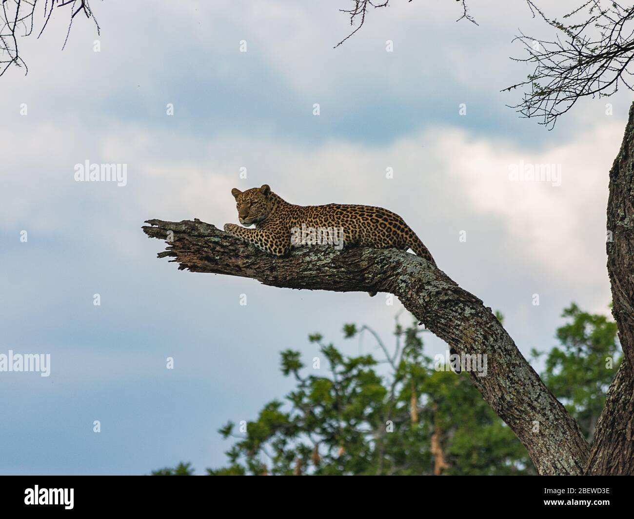 Guépard sur arbre Banque D'Images