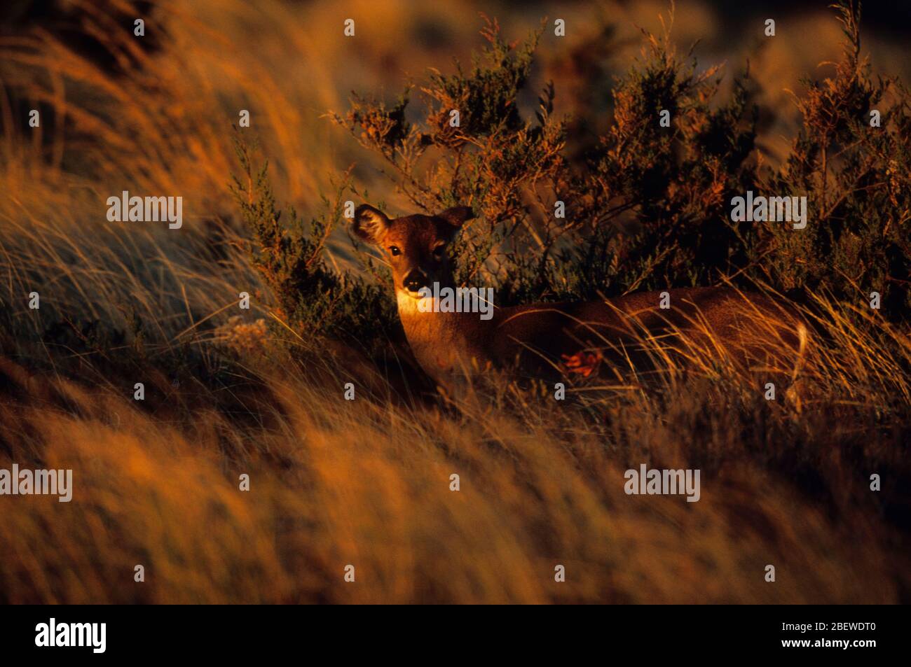 Une femelle de cerf de Virginie dans un pré du matin Banque D'Images