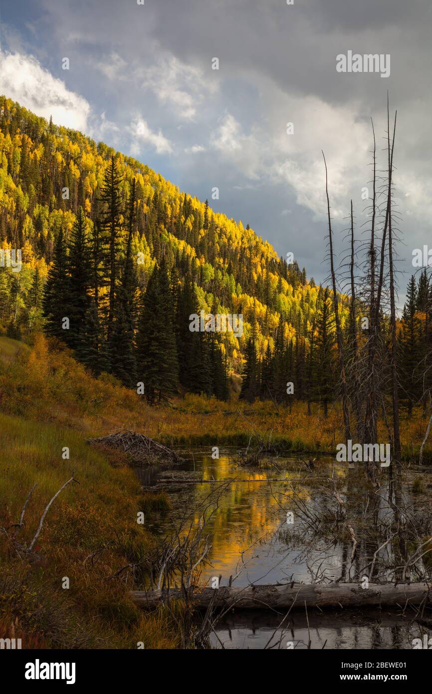 Le tremble doré en automne se reflète dans un étang de castors, San Juan Skyway, San Juan Mountains, Dolores County, Colorado Banque D'Images