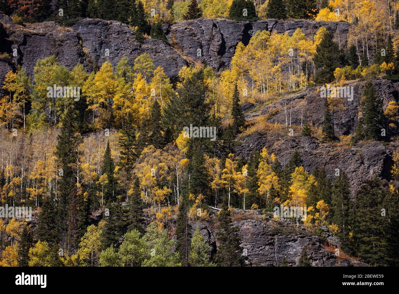 Le peuplier faux-tremble jaune s'enchaîne sur une falaise en automne, million Dollar Highway, montagnes de San Juan, Colorado Banque D'Images