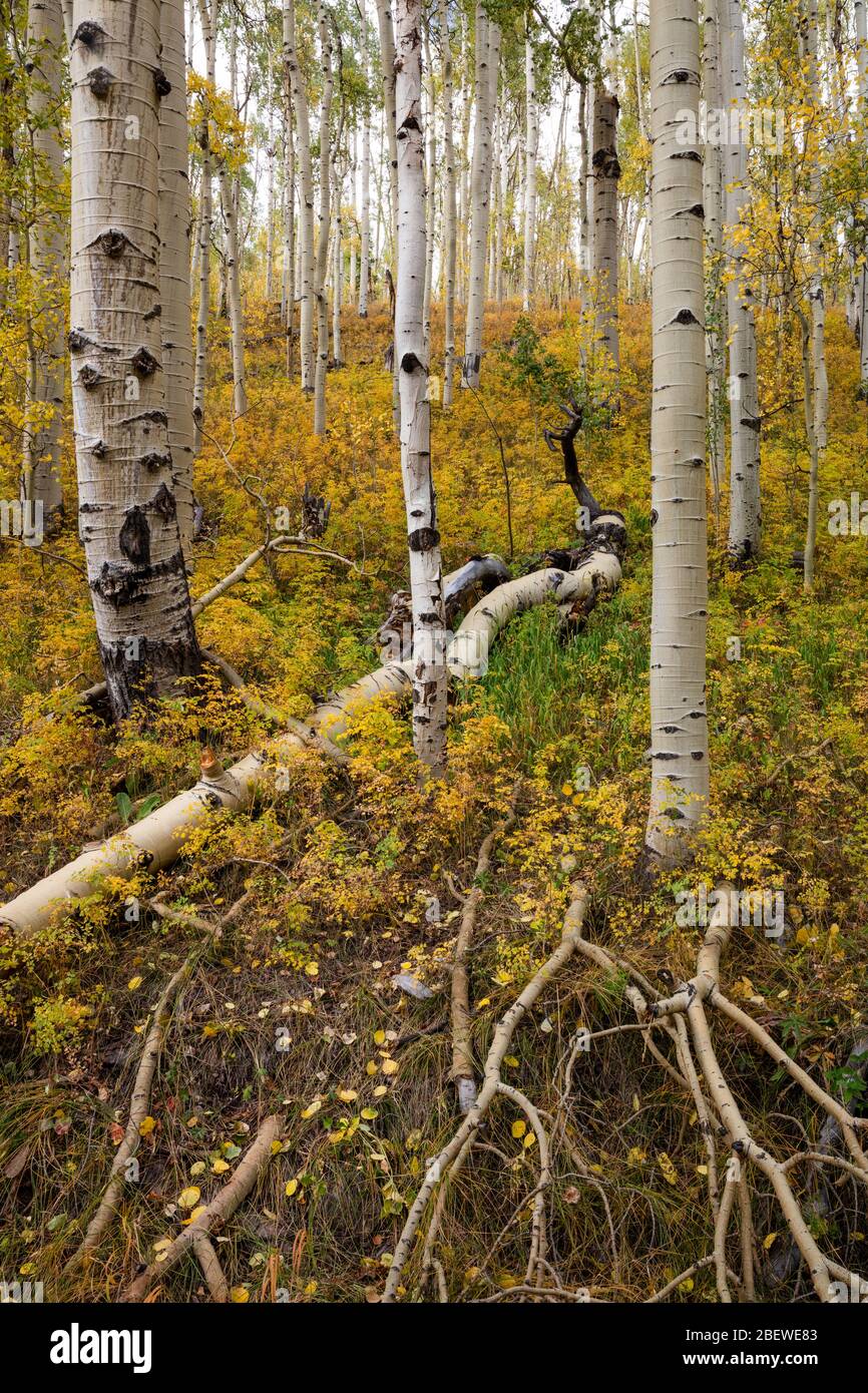 Forêt d'Aspen en automne, Ophir, Colorado Banque D'Images