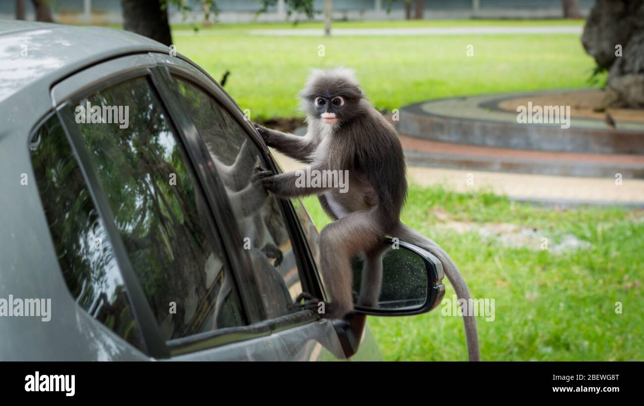 Singe dusky assis sur le miroir de la voiture avec réflexion dans la fenêtre de Lommuak Thaïlande Banque D'Images