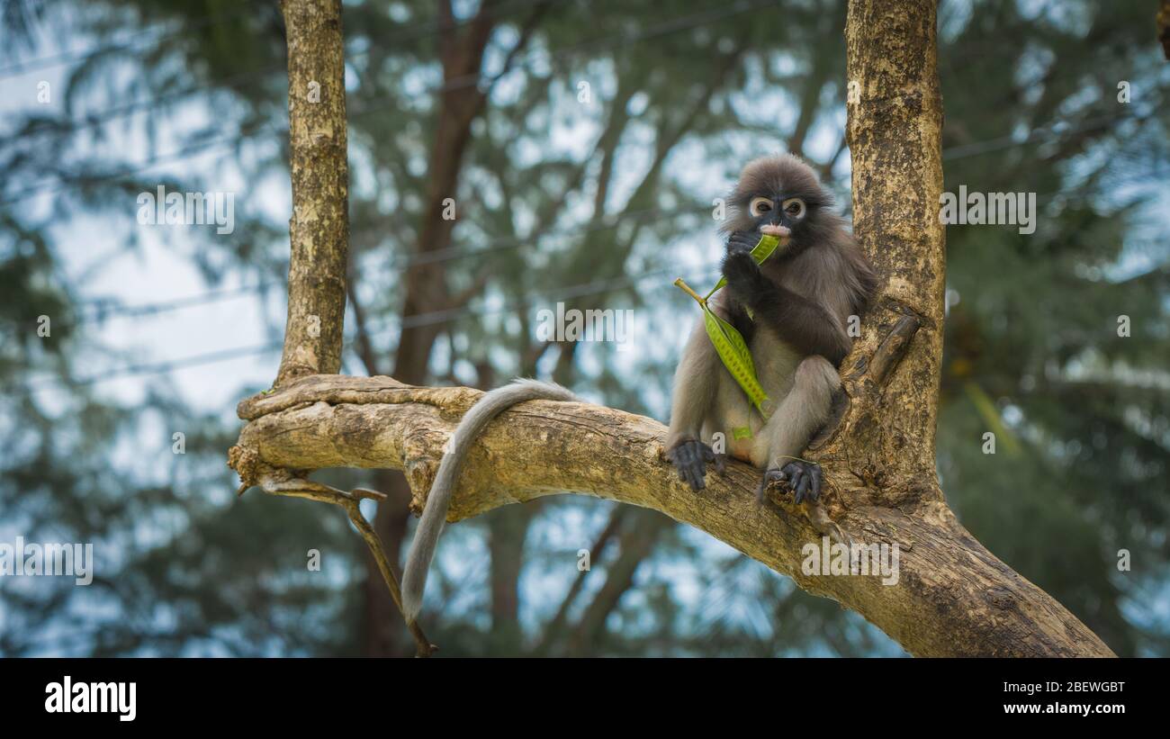 Singe dusky assis dans les arbres avec queue pendante à Lommuak, Thaïlande Banque D'Images