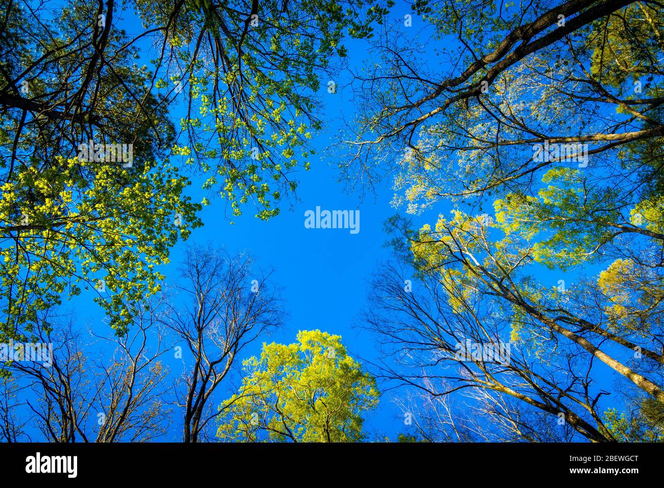 Regarder les arbres sur une journée claire en Caroline du Nord avec un ciel bleu en arrière-plan Banque D'Images
