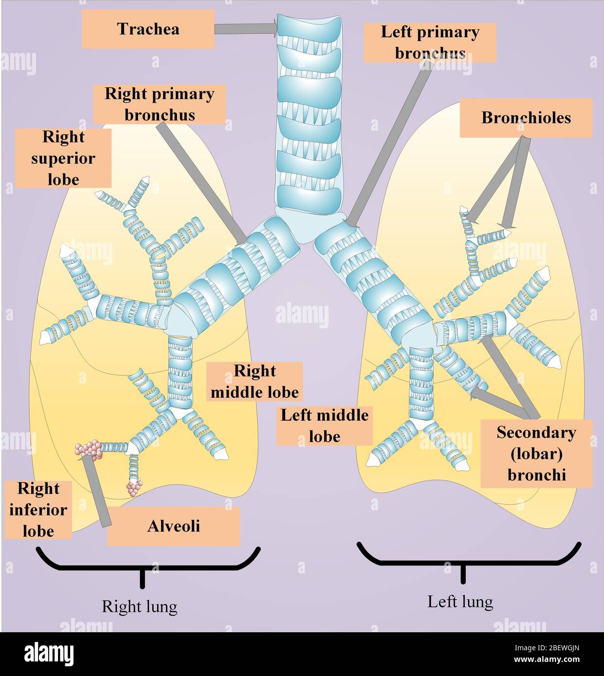 Poumons, ainsi que la trachée, les bronches, les bronchioles, les alvéoles, les lobes des poumons Banque D'Images