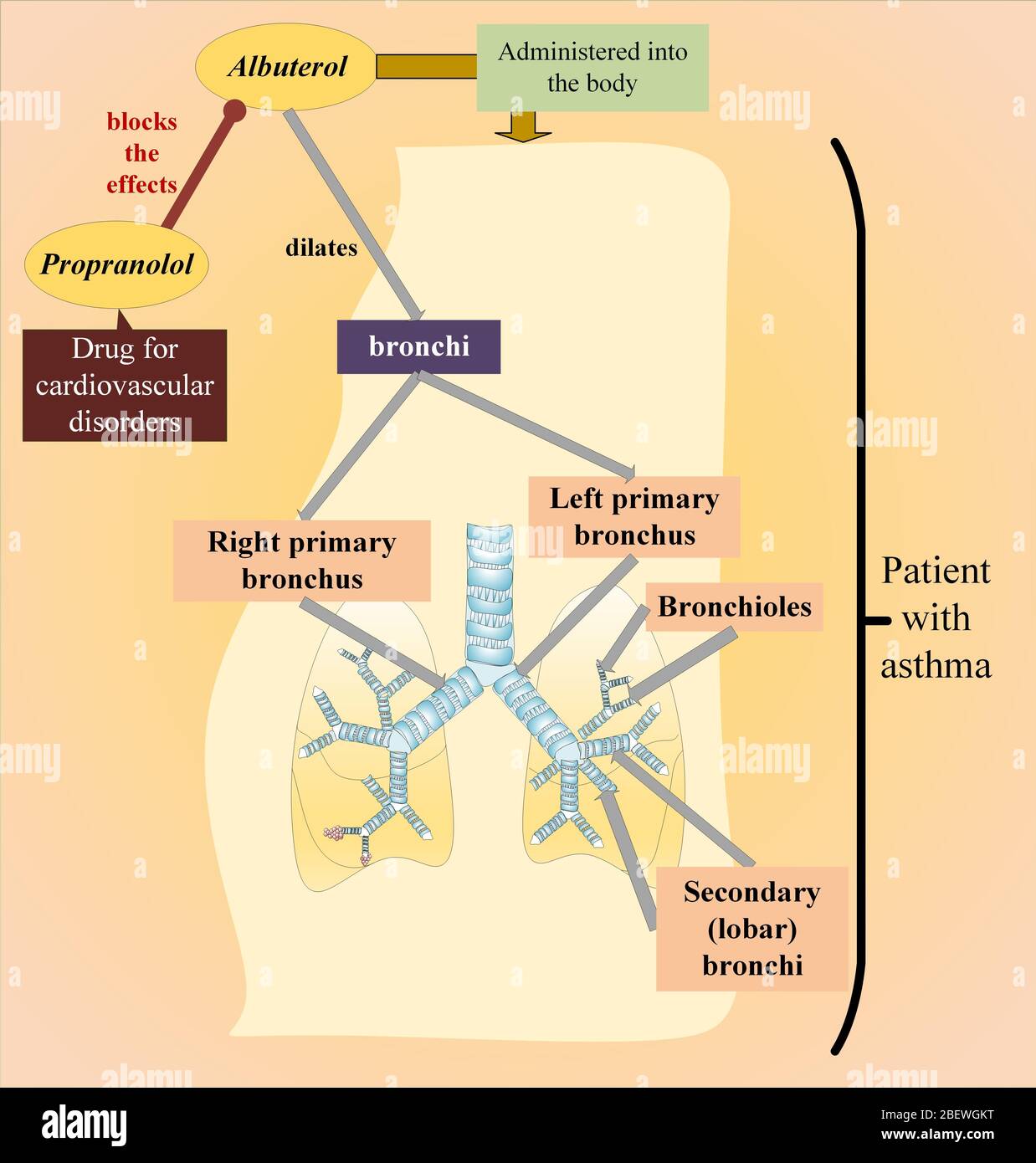 Interaction entre Albuterol et propranolol Banque D'Images