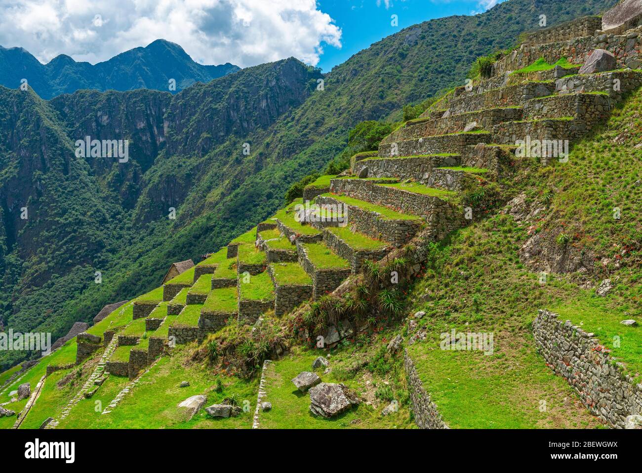 Terrasses agricoles dans la ruine Inca du Machu Picchu, Cusco, Pérou. Banque D'Images
