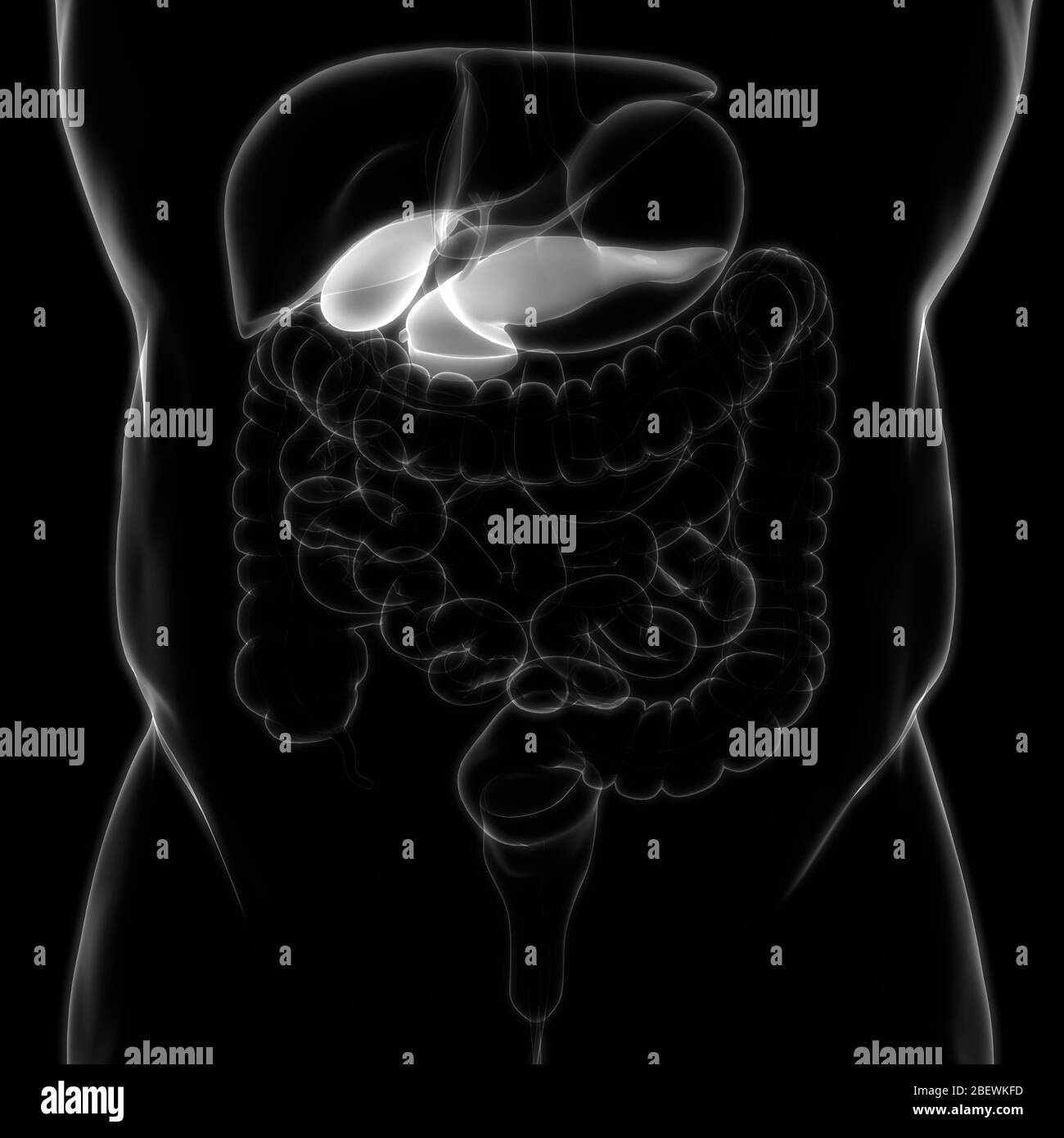 Organes internes humains vésicule biliaire avec anatomie du pancréas Banque D'Images