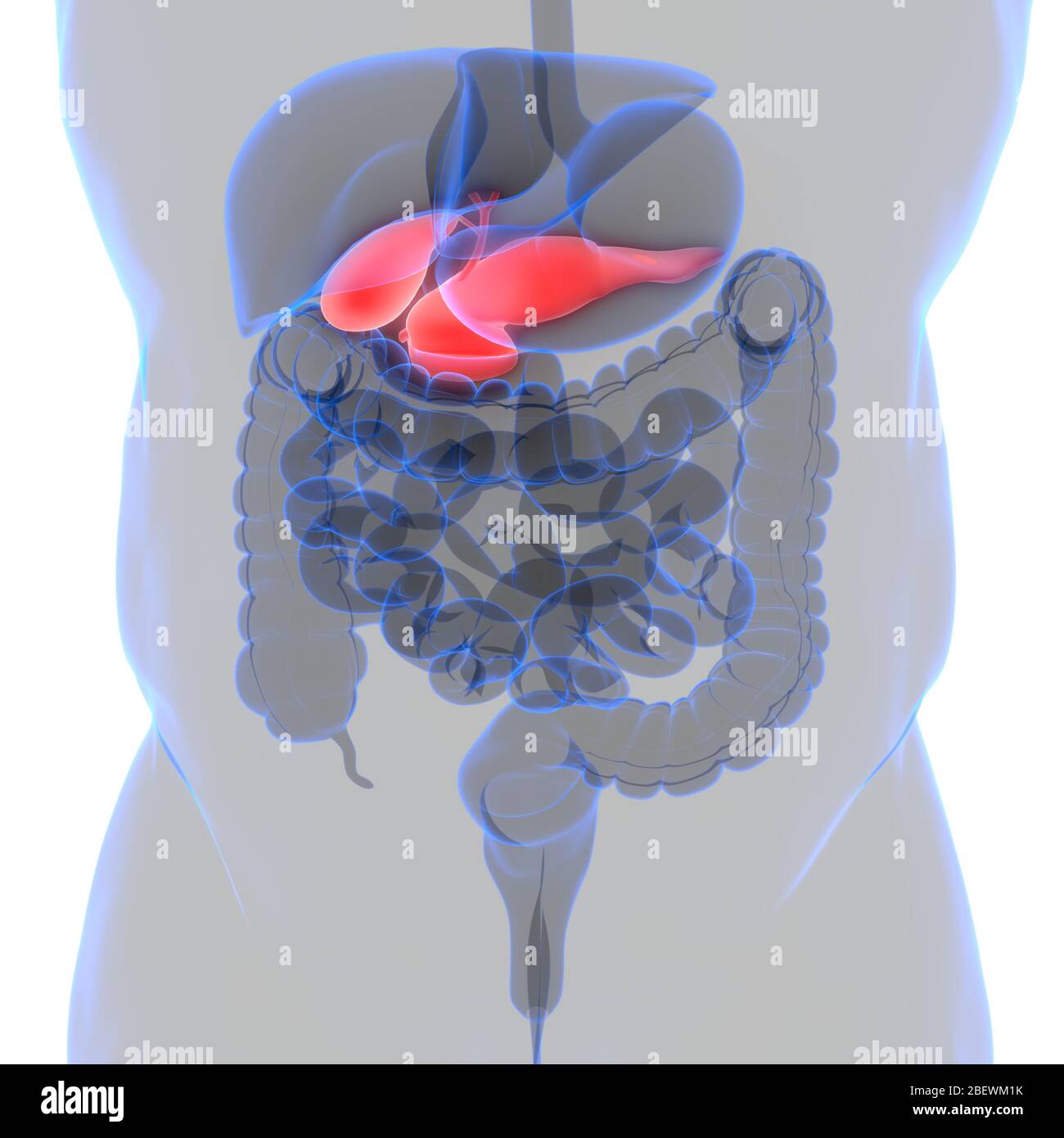 Organes internes humains vésicule biliaire avec anatomie du pancréas Banque D'Images