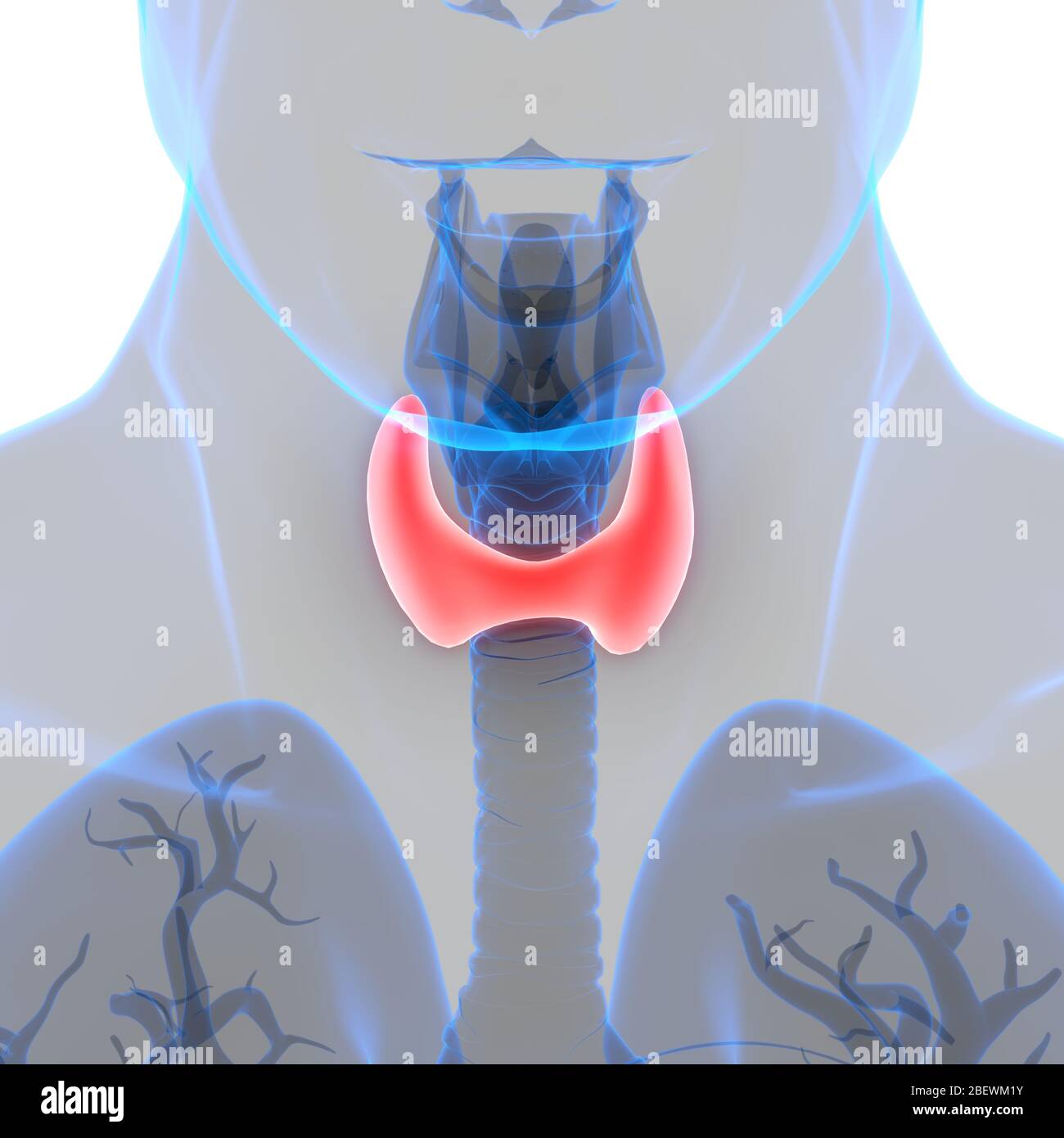 Les glandes thyroïde Anatomie Humaine Banque D'Images